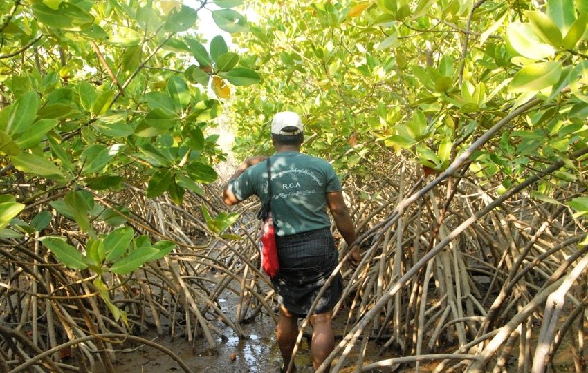 Community projects appear to have stemmed the loss of mangrove forests in southern Rakhine State. Photo: Htet Khaung Linn / Myanmar Now