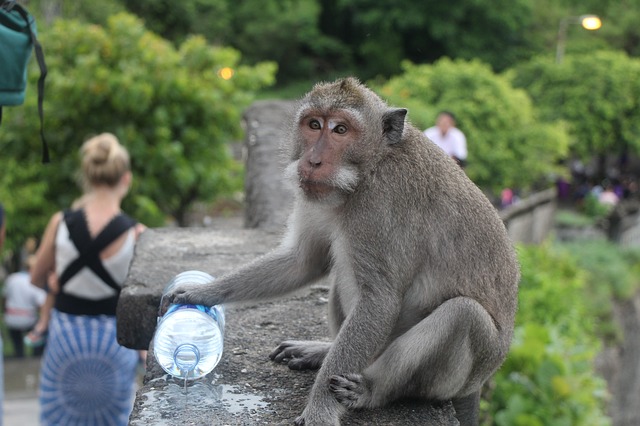 File photo of a monkey in Uluwatu. Photo: Maxpixel