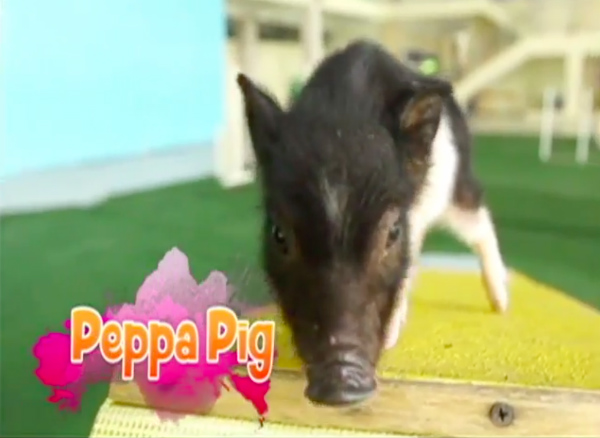 Peppa is an unbelievably fit pig! PHOTO: ABS-CBN News