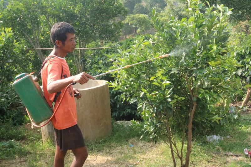 A farmer in Shan State sprays pesticide at his orange plantation. Photo: Ei Cherry Aung / Myanmar Now