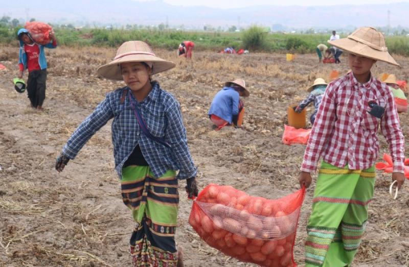 Agricultural specialists from the Netherlands are helping potato farmers in Shan State. But not everyone is on board. Photo: Aung Nyein Chan / Myanmar Now