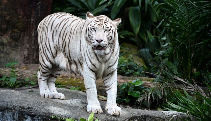 This photograph taken on May 8, 2017 shows a white tiger named Omar looking out from his enclosure at the Singapore Zoological Gardens.
The rare white tiger, who would have turned 18 in September and was involved in the 2008 killing of a zoo worker, has been put down after suffering from skin cancer and joint degeneration, the Singapore Zoo said on June 8. Photo: Roslan Rahman/AFP