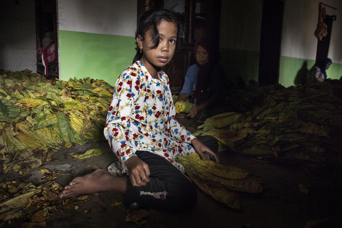 An 8-year-old girl sorts and bundles tobacco leaves by hand near Sampang, East Java. Photo: Marcus Bleasdale for Human Rights Watch