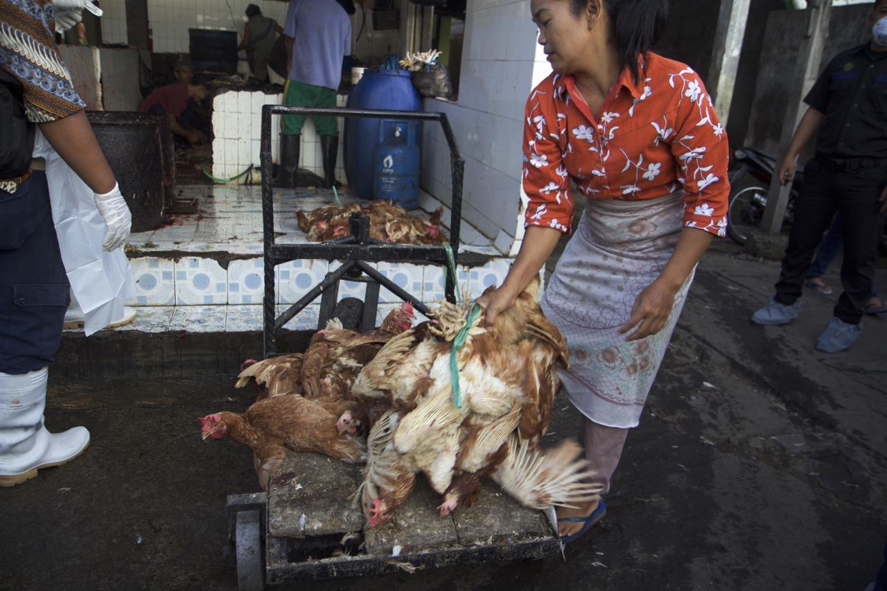 A woman picks up chickens bound for the slaughterhouse at Terban market in Yogyakarta in Java, central Indonesia May 16, 2017. Thomson Reuters Foundation/Thin Lei Win