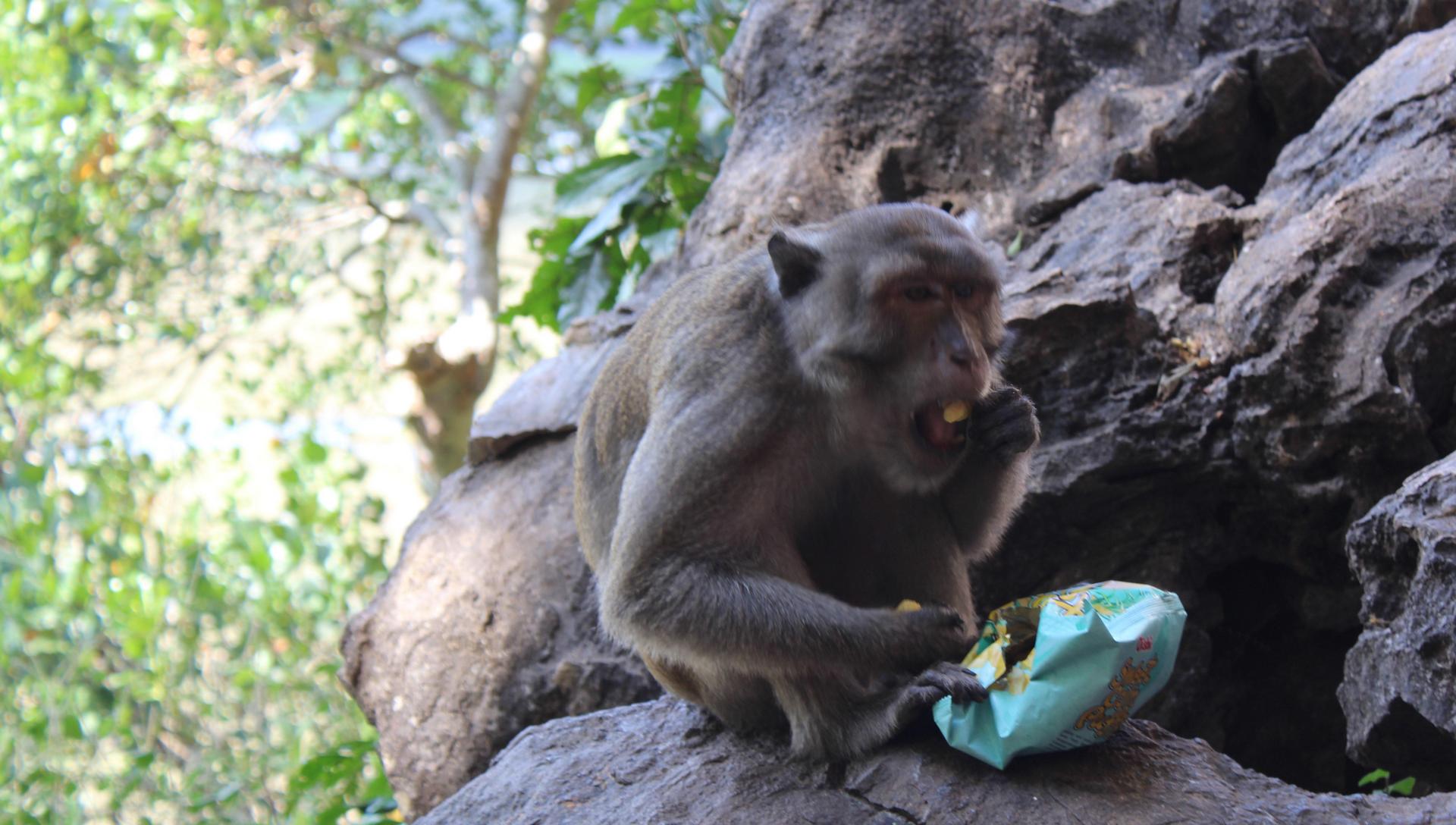 This monkey, who prefers human food.