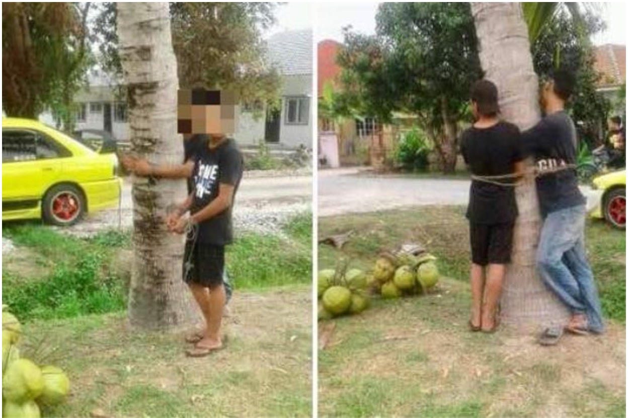 The two thieves, one in his 30s and the other a teenager, were tied to a tree after stealing coconuts. PHOTO: The Star
