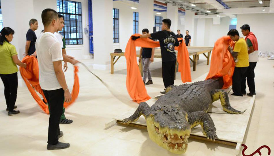 Staff of the National Museum move Lolong to his new and permanent home at the National Museum of Natural History. PHOTO: Aissa Domingo/National Museum of the Philippines Zoology Division
