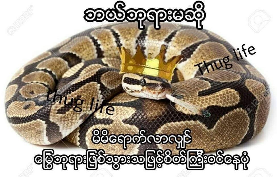 snake meme
