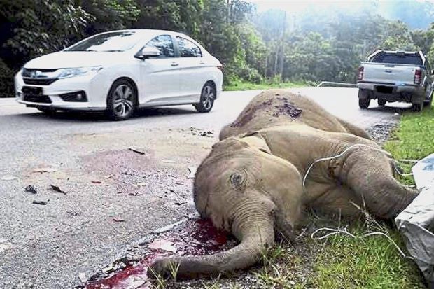 The young elephant left on the road, we’re sorry to start your Monday like this