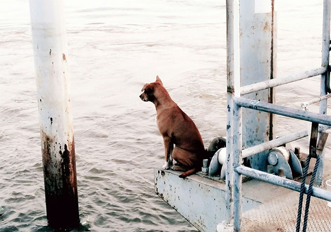In February, thousands of netizens shared a photo of a loyal dog at Rama V pier who was often seen by locals looking out over the river as if she was waiting for her owner to pick her up.