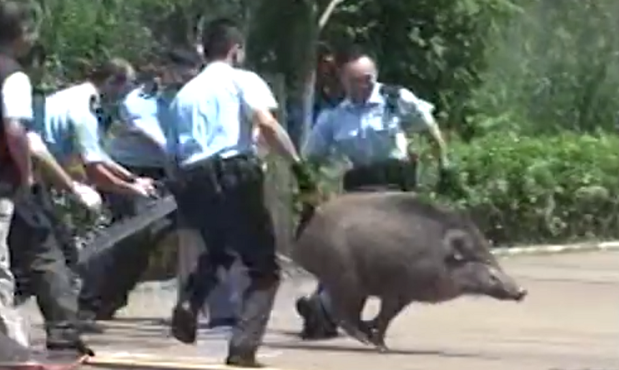These officers had a hog wild weekend. Screenshot: Oriental Daily