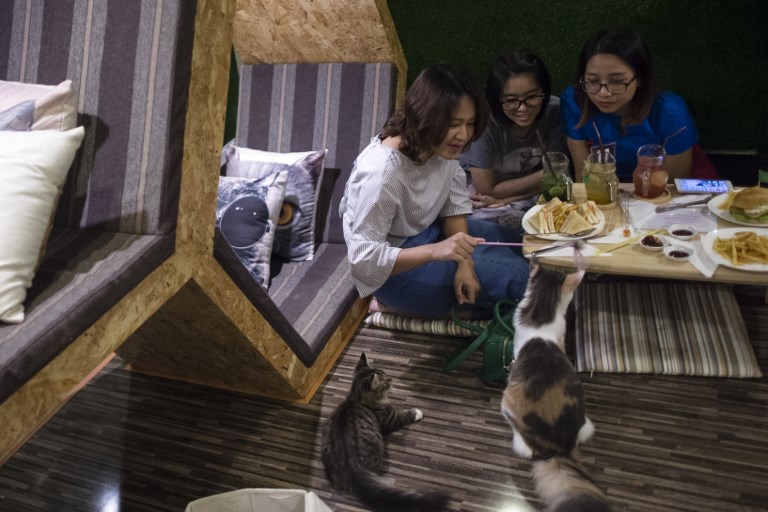 Customers playing with cats at Yangon’s ‘Catpuchino Cafe.’
Photo: AFP / Ye Aung Thu