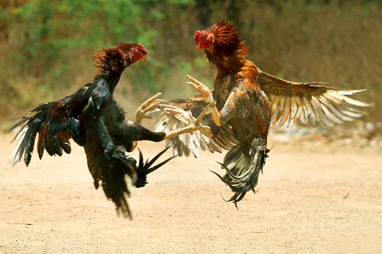 Cockfighting meets shaolin