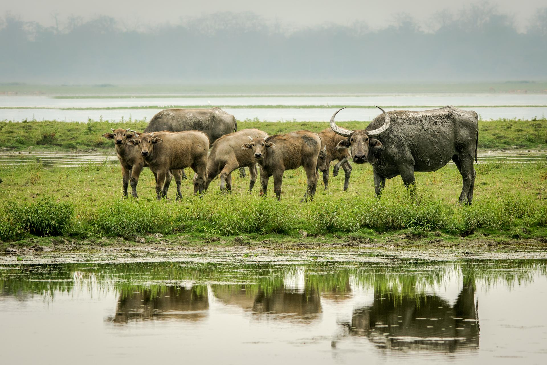 Asiatic water buffalo. PHOTO: Nejib Ahmed / Wikimedia Commons