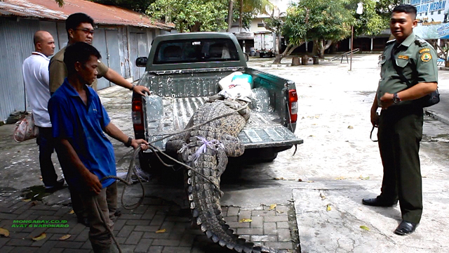 Authorities loading a pet crocodile surrendered by it’s owner onto the back of a pickup truck. “It kept growing, so I asked my friends, and they advised me to hand it over to the BKSDA,” the owner said. Photo by Ayat S. Karokaro/Mongabay-Indonesia.