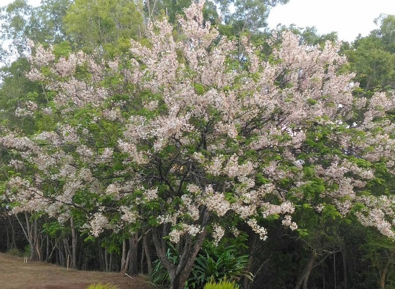 The Palawan Cherry Blossom is also known as Balayong. PHOTO: Instagram/Sharon Madriñan-Garcia