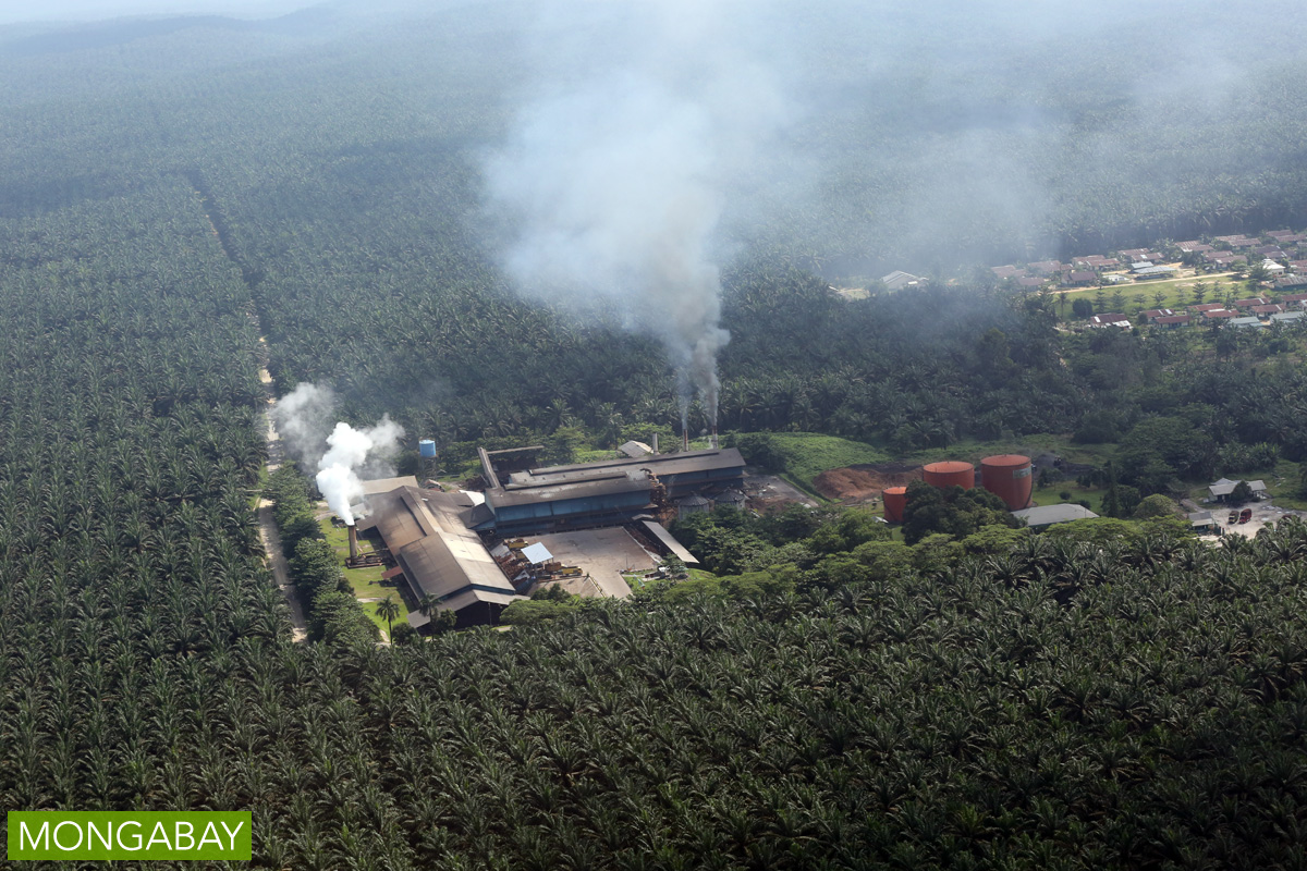 A palm oil mill in Indonesia, where fruit from oil palm trees are processed into crude palm oil to be refined elsewhere into more complex chemicals. Photo by Rhett A. Butler/Mongabay.