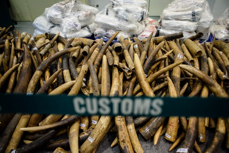 Seized elephant ivory tusks are seen during a press conference at the Kwai Chung Customhouse Cargo Examination Compound in Hong Kong on July 6, 2017, the city’s largest seizure of ivory tusks in the last thirty years.
Photo: Anthony Wallace/AFP