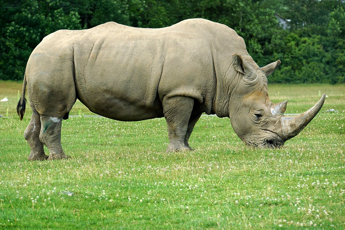 A white rhinoceros. Photo (for illustration only): Dennis Jarvis via Wikimedia Commons
