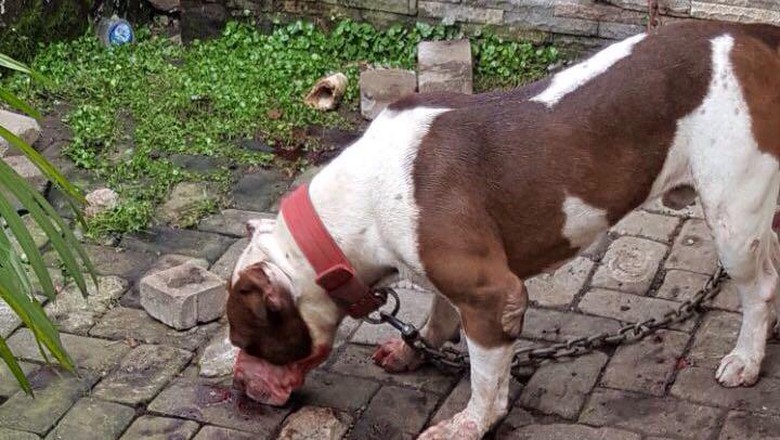 The pit bull that is believed to have killed the 8-year-old girl. Photo: Istimewa via Detik