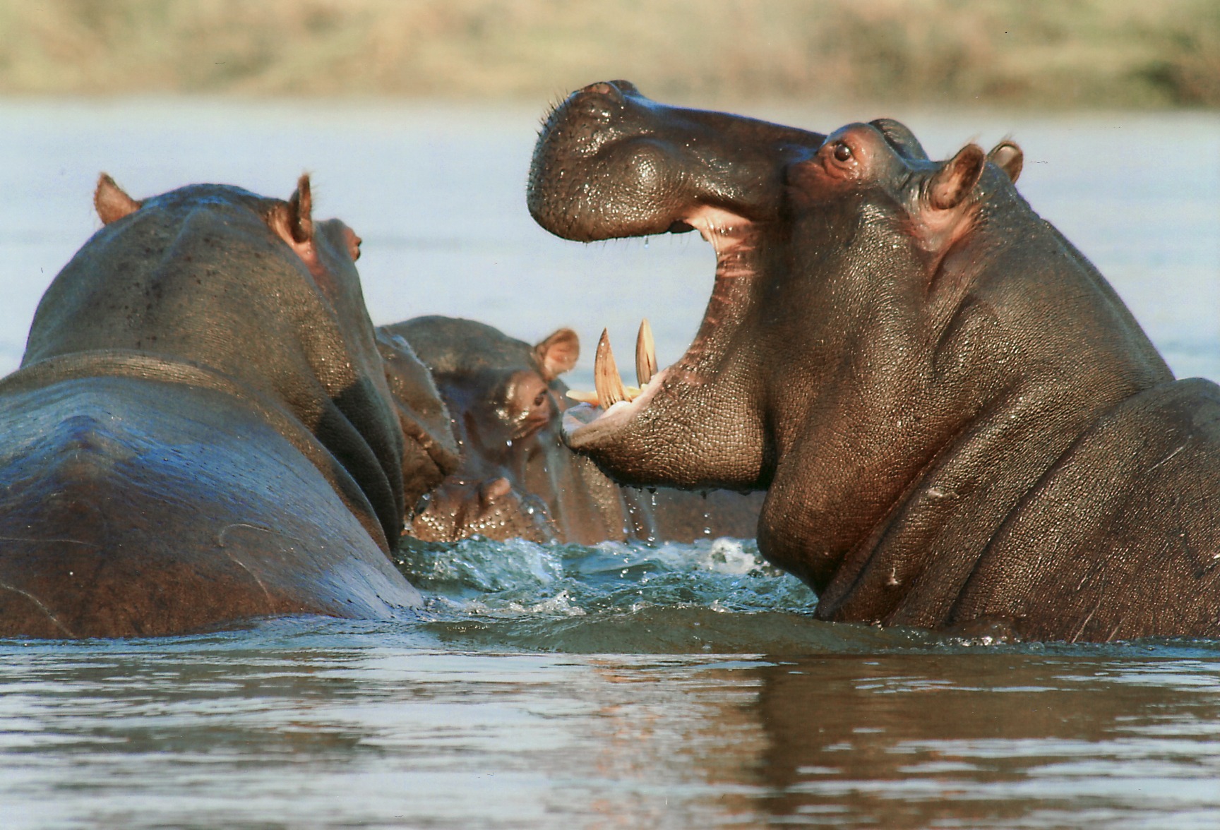 The number of hippos has fallen significantly in the past 30 years. Photo: HKU