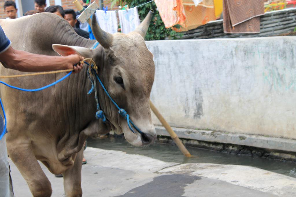 A cow is prepared for sacrifice in Yogyakarta, Java during Idul Adha 2016. Photo: Coconuts Bali