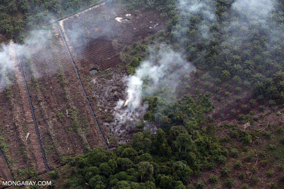 A peat swamp in Sumatra smolders during the 2015 haze crisis. The drainage canals were dug in order to prepare the land for planting with oil palm, but the practice renders the land vulnerable to catching fire. Photo by Rhett A. Butler / Mongabay.