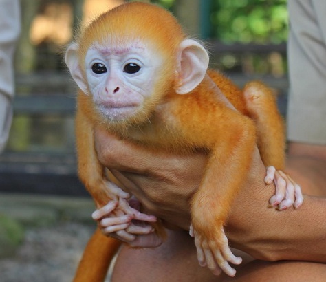 The vibrant (and adorable) Javan langur. Photo: Bali Zoo