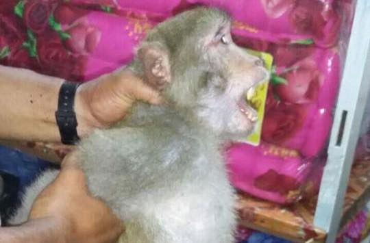 A monkey caught by firefighters in Ahlone Township on July 30. Photo: Facebook / Myanmar Fire Services Department