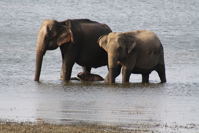 Wild Asian elephants. Photo: Flickr / Shankar S.
