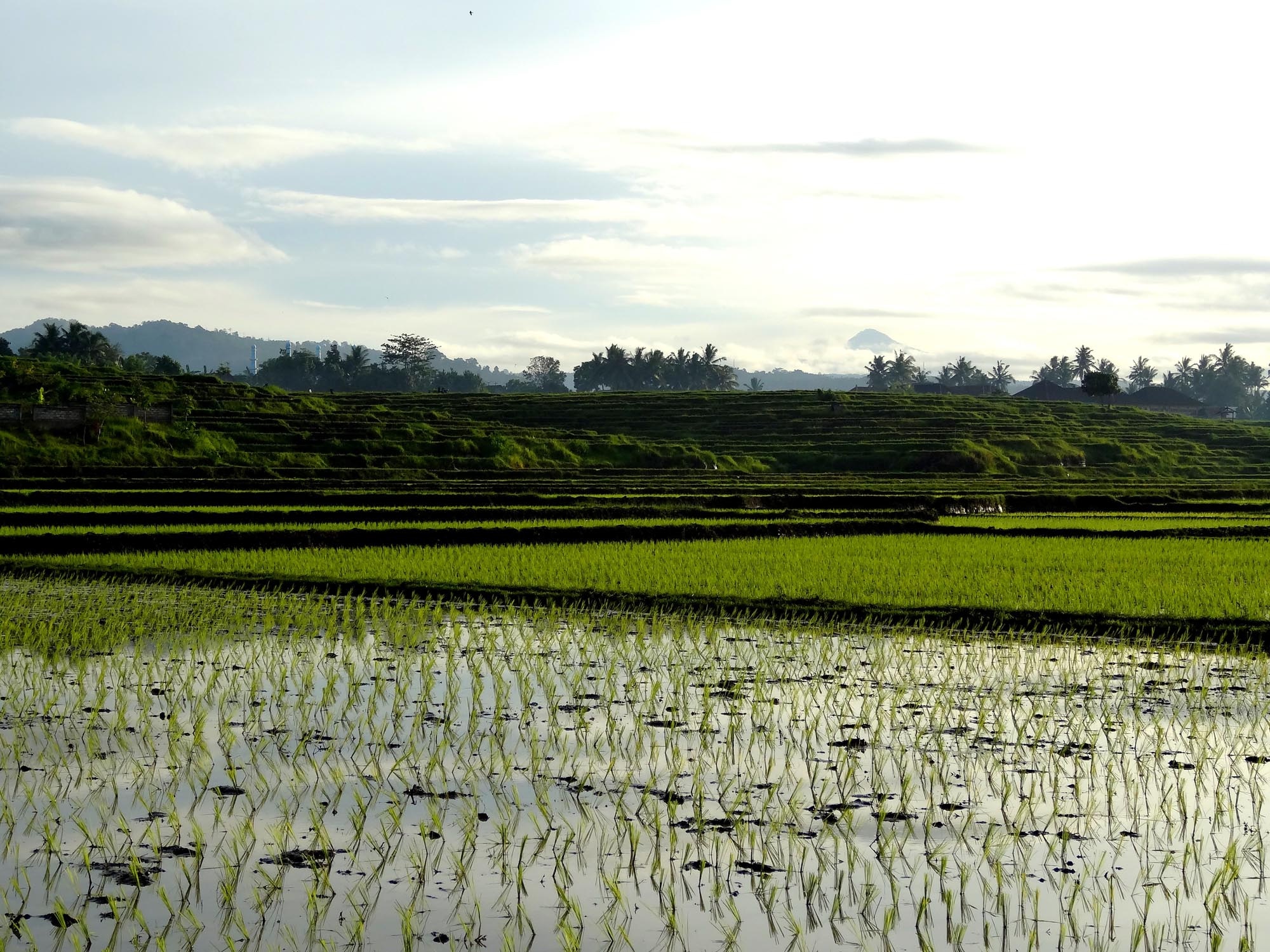 All Bali land should be under deed by 2019, says Indonesian President Joko Widodo. Photo: Alice Karolina Smith/Unsplash