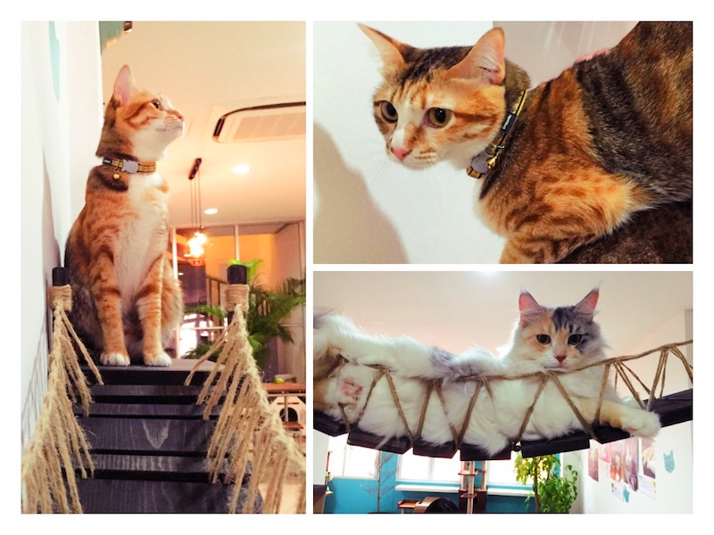 Cats May be Evicted From Singapore Cat Museum