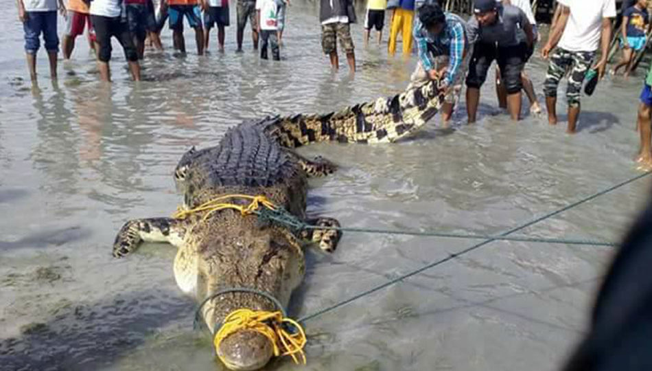 A 16.11-foot crocodile was captured in Tawi-Tawi on Friday. PHOTO: Chiquee Sapal Sumbing via ABS-CBN News