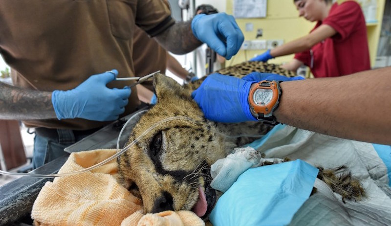This photograph taken on September 20, 2017 shows the Wildlife Reserves Singapore medical team checking on Kima the cheetah at the Singapore Zoo. Photo: Roslan Rahman/AFP 