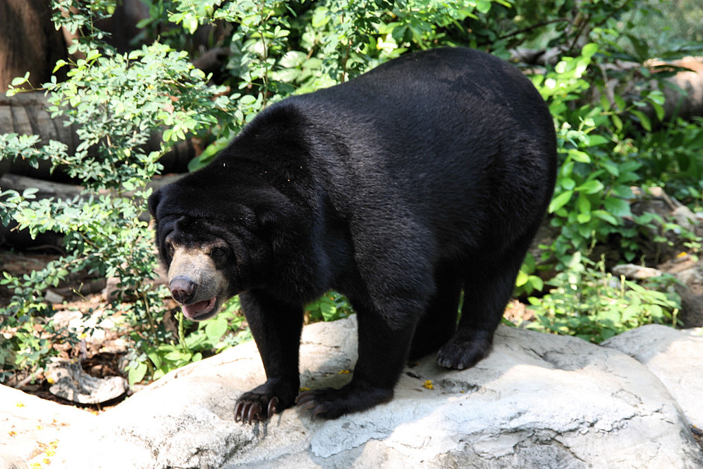 A Sun Bear (Helarctos malayanus) in Dusit Zoo, Bangkok, Thailand. Photo: Wikimedia Commons