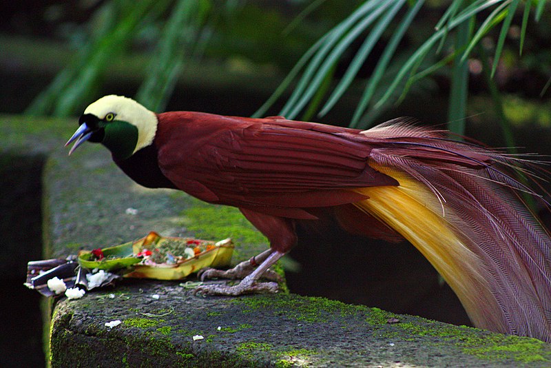 A male greater bird of paradise. Photo: Wikimedia Commons