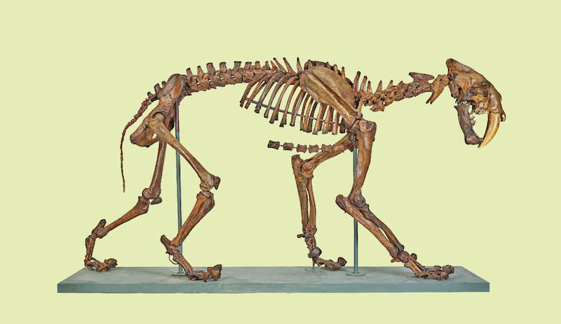 Sabre-toothed cat. Photo: Natural History Museum, London