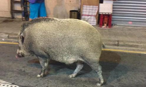 A 1.5-meter-long wild boar was spotted strolling through the streets of Aberdeen over the weekend. Photo via Facebook.