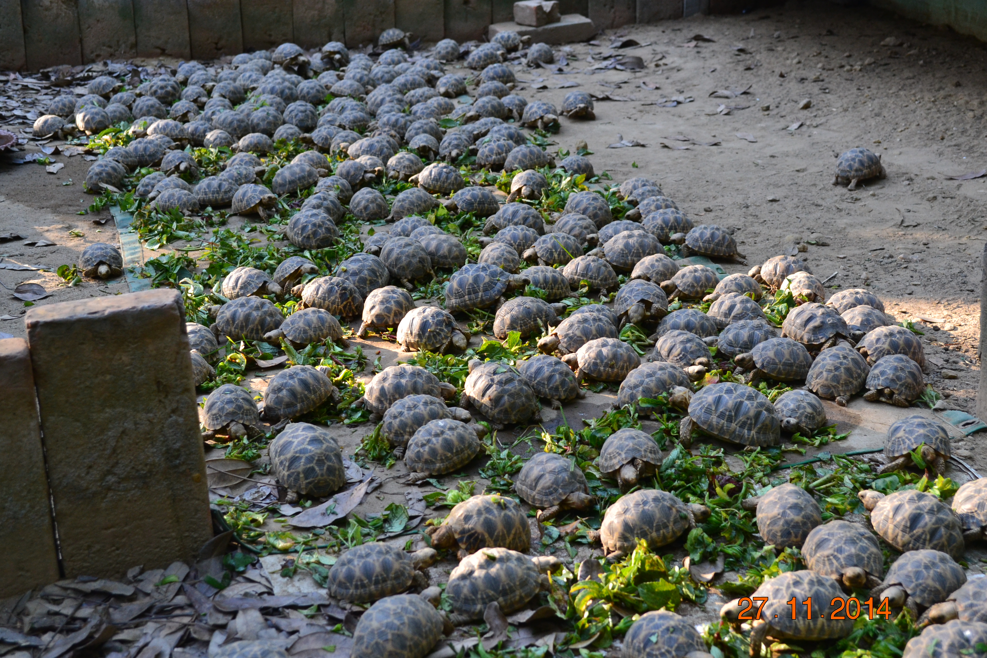 Burmese star tortoise hatchlings. Photo: WCS/TSA