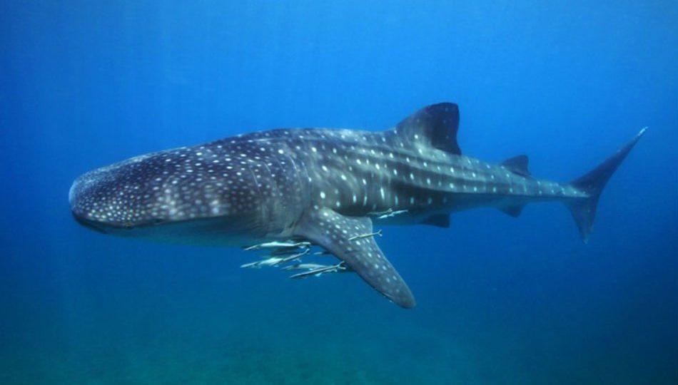 Butanding (whale shark) PHOTO: ABS-CBN News