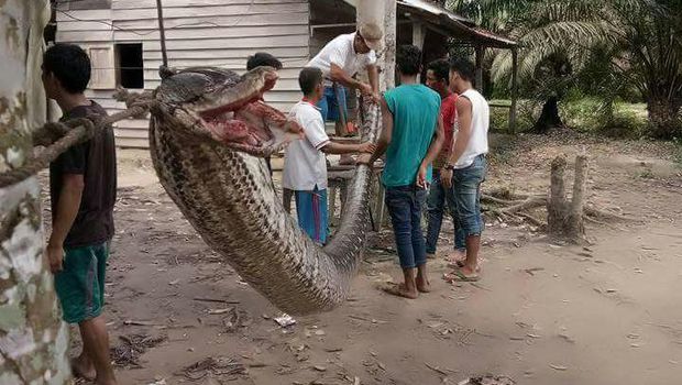 The carcass of a 7-meter long python that a Riau man allegedly wrestled to death. Photo: Istimewa