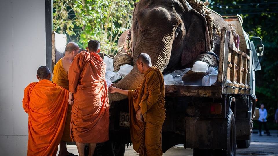 Photo: Thai Elephant Conservation Center