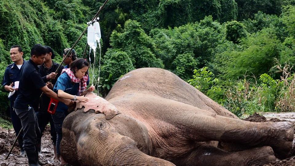 Photo: Thai Elephant Conservation Center/ Facebook