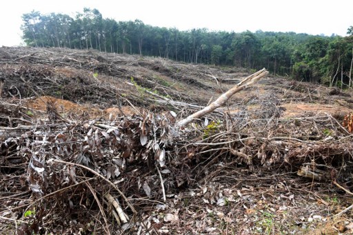 This picture taken on May 19, 2017 shows a forest that was recently cleared to plant oil palm trees in Jambi, south Sumatra. 
Global Forest Watch released the latest data showing that tree cover loss in Indonesia remains high and the acceleration can be largely attributed to massive expansion of oil palm plantations.  Nearly half of the tree cover loss occurred in the Kalimantan region, where palm oil plantations have grown enormously since 2005 while in Sumatra, tree cover loss slowedbut only because the region no longer has accessible primary forest to cut. / AFP PHOTO / GOH CHAI HIN