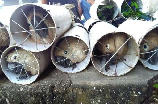 This photo released on Thursday by the Wildlife Conservation Society shows white cockatoos stuffed inside drainage pipes following a raid in Labuha, Indonesia. Smugglers who allegedly stuffed 125 exotic birds into drain pipes have been arrested, officials said Thursday, as part of a bid to clamp down on a lucrative illegal trade in wildlife. 
