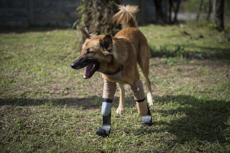 This photo taken on December 12, 2017 shows Cola the dog walking around whilst wearing his curved “blade runner” prosthetics at Soi Dog Foundation in Phuket. Photo: Lillian Suwanrumpha/ AFP 