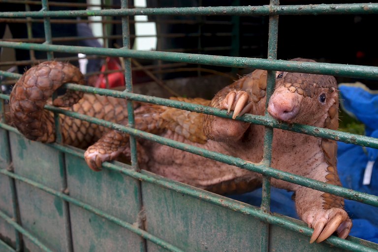 (FILES) This file photo taken in Pekanbaru, Riau province on October 25, 2017 shows a pangolin seen in a cage after a recent raid in Pekanbaru. 
Pangolin in Indnesia are at risk of extinction thanks to an illicit trade that sees thousands of the critically endangered trafficked each year, a stury showed on December 21, 2017. / AFP PHOTO / WAHYUDI