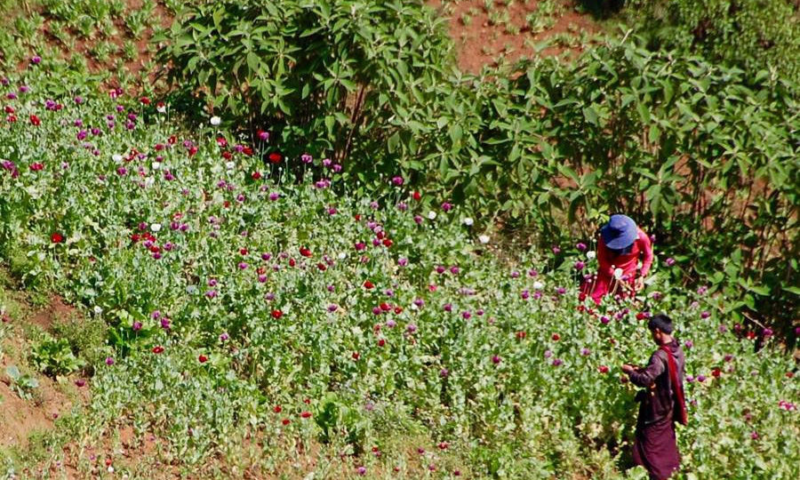 Opium poppy cultivation in the Golden Triangle. Photo: UNODC