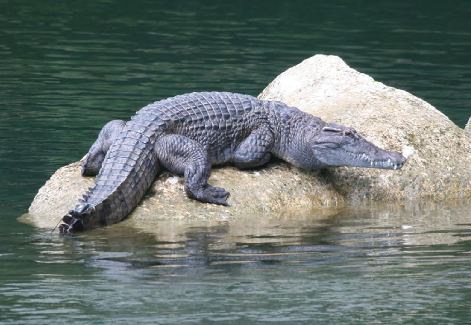 Crocodylus mindorensis basking on a rock in the Disulap River, Barangay Disulap. Photo: MVW / Wikipedia