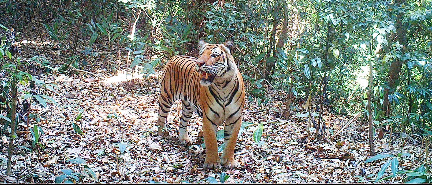 A tiger caught on camera trap in the newly protected area. Photo: KWCI